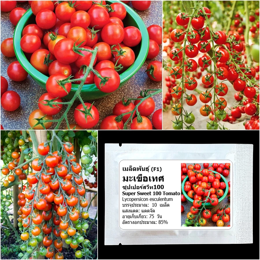 เมล็ดพันธุ์ มะเขือเทศ ซุปเปอร์สวีท100 Super Sweet 100 Tomato F1 Seed 10 เมล็ด คุณภาพดี ของแท้ 100%