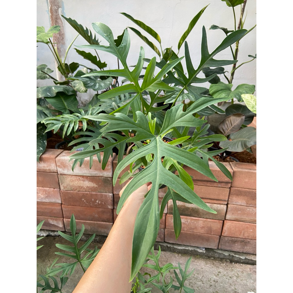 Philodendron quercifolium (ฟิโลเดนดรอนก้ามกุ้งผอม)เป็นไม้ใบเลื้อยสะสมที่โดดเด่นด้วยใบแฉกแคบและลึกคล้ายใบโอ๊กหรือก้ามกุ้ง