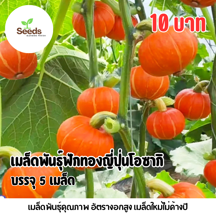 เมล็ดพันธุ์ฟักทองญี่ปุ่นโอซากิ บรรจุ 5 เมล็ด
