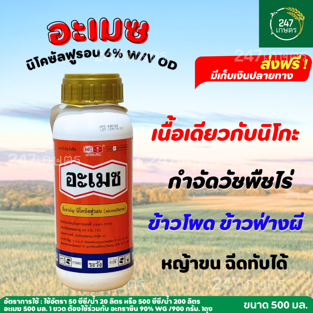 อะเมซ นิโคซัลฟูรอน 500 มล. ตราหัววัวคันไถ เนื้อเดียวกับนิโกะ กำจัดวัชพืชไร่ข้าวโพด ข้าวฟ่างผี หญ้าขน ฉีดทับได้