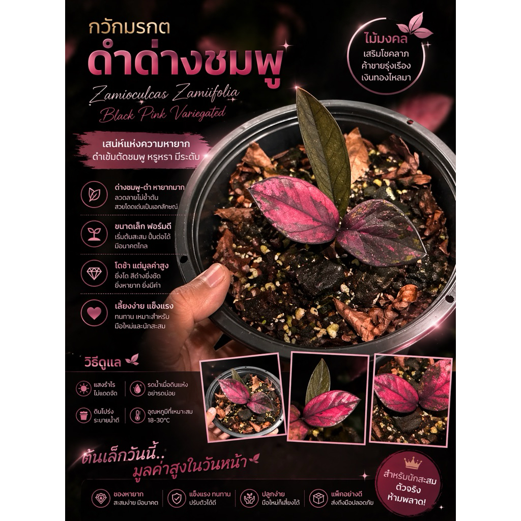 กวักมรกตด่างชมพู ใบตัดสด ใบดำจากกอด่าง
