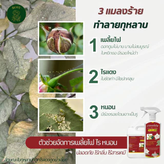 Rosy เซ็ทคู่รีฟิล 1000 ML [เพลี้ยไฟดื้อยๅฉลากแดง + บำรุงกุหลาบ แถมฟรีสารปรับปรุงดิน] ฟื้นฟูเร่งด่วน ไม่กลับมาระบาดซ้ำ