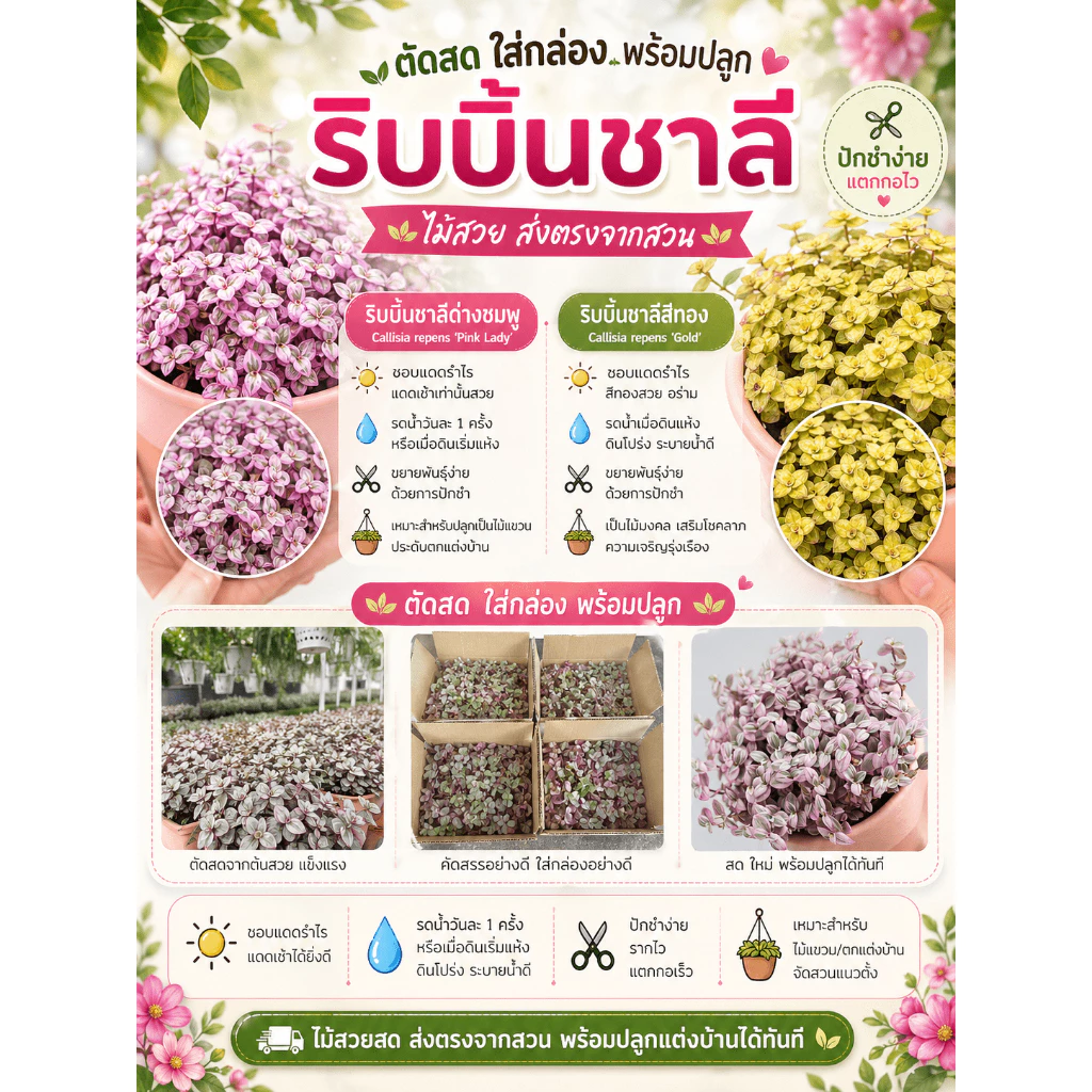 ตัดสดริบบิ้นชาลี สีด่างชมพู,สีทอง‼️แถมเบียงก้า5กิ่ง‼️กล่อง00, กล่อง0,กล่องA