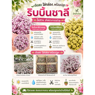 ตัดสดริบบิ้นชาลี สีด่างชมพู,สีทอง‼️แถมเบียงก้า5กิ่ง‼️กล่อง00, กล่อง0,กล่องA
