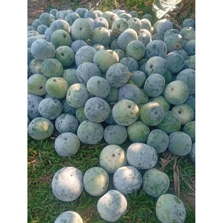 เมล็ดพันธุ์ฟักหอมใบเตย100เมล็ด69บาท