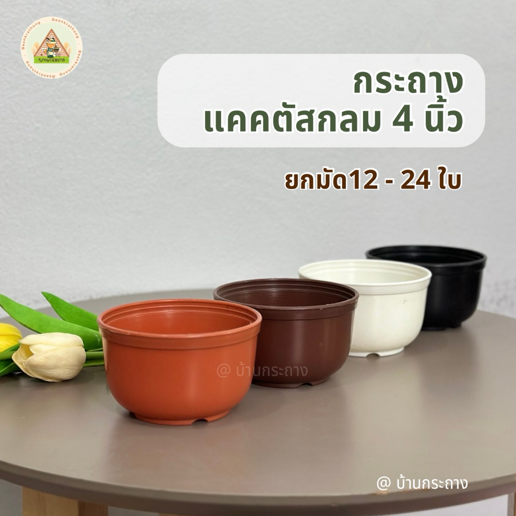 กระถางแคทตัสกลม 4นิ้ว ยกมัดสุดคุ้ม 12-24ใบ