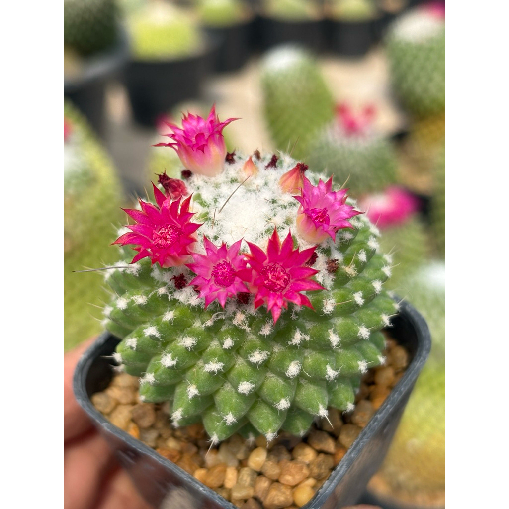 แมมมิลลาเรียเฮเลน (Mammillaria Helen cactus) ขนาดกระถาง 2 นิ้ว
