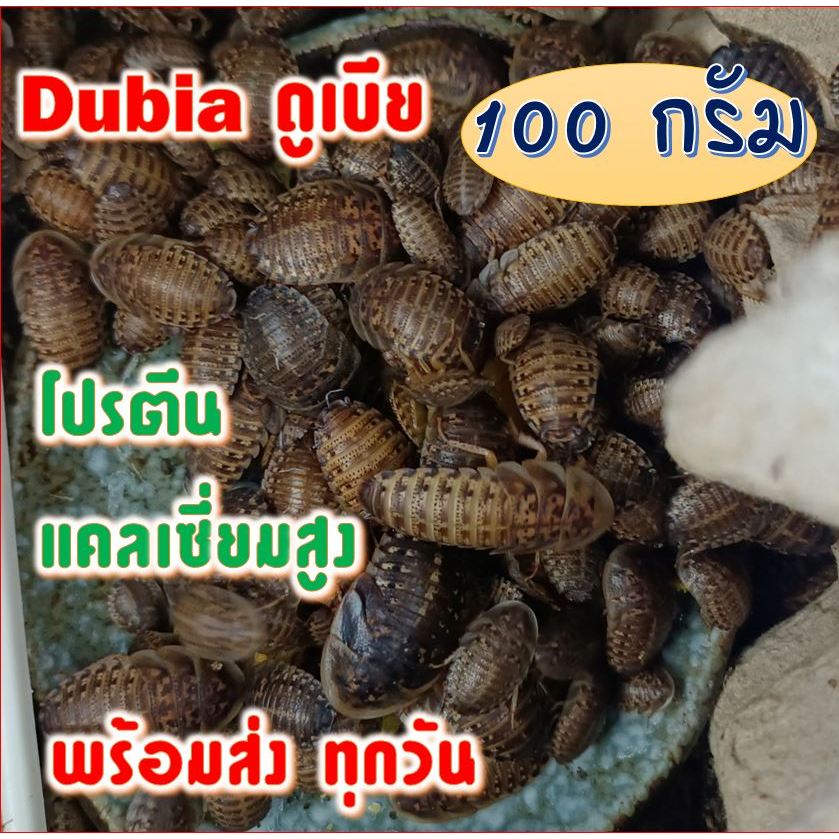 แมงสาบดูเบีย100กรัม สะอาด แคลเซียมสูง พร้อมส่ง