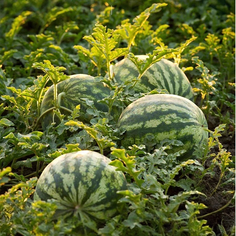 เมล็ดพันธุ์แตงโมสายน้ำผึ้ง 10เมล็ดเนื้อเหลืองเปลือกสวยหวานชื่นใจ