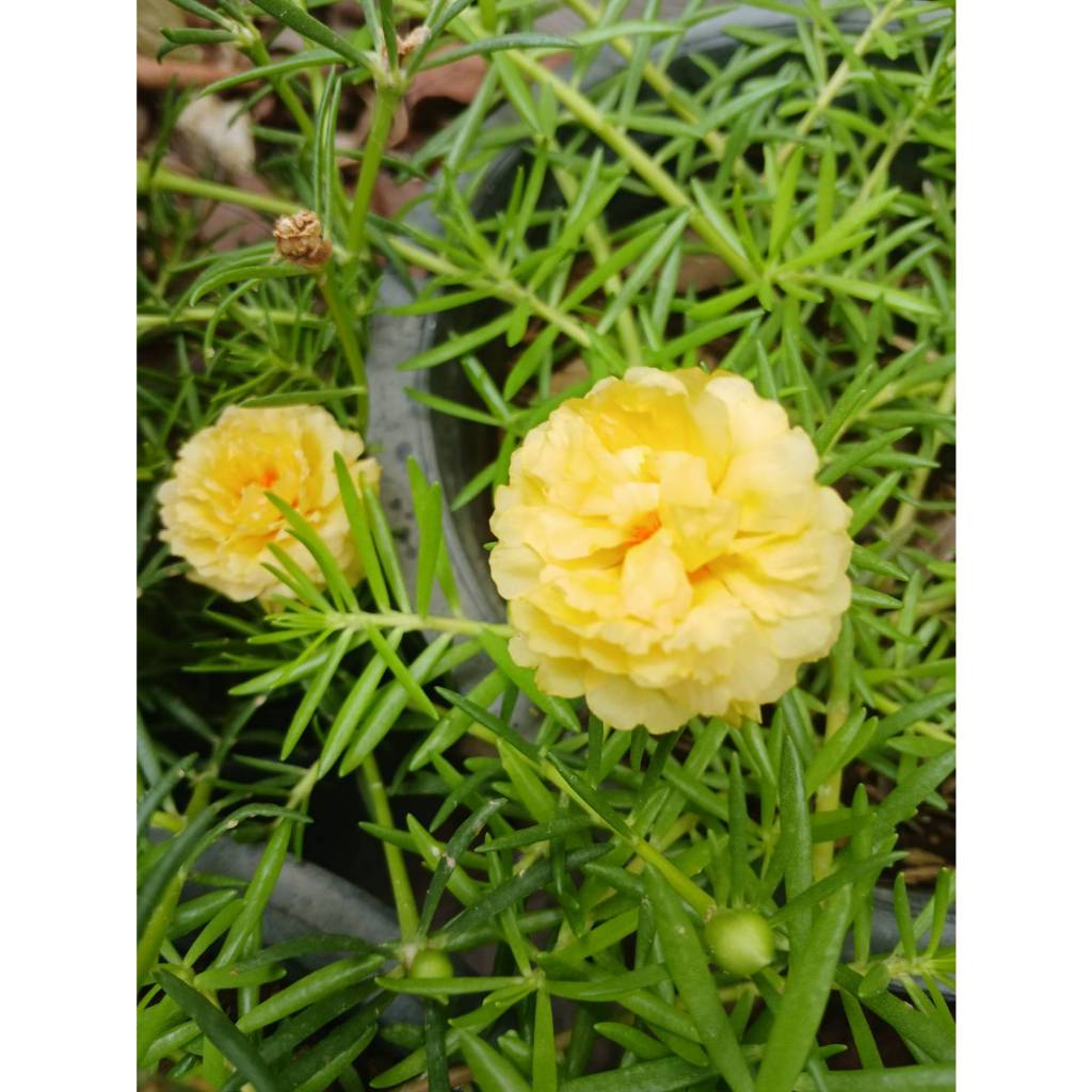 คุณนายตื่นสาย สีเหลือง📌ชุด40กิ่ง 20บาท 📌ตัดกิ่งสด ไม่มีกระถาง📌อ่านรายละเอียดก่อนสั่งซื้อ