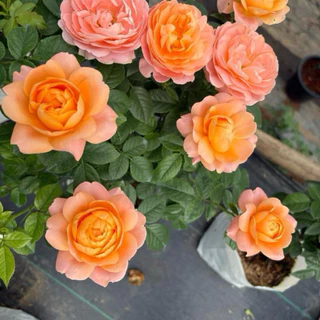 กุหลาบสายพันธุ์ จุ้ยซี่ เทเรซ่า (Juicy Terrazza) พุ่มเตี้ย สีส้ม ดอกช่อพวง ออกดอกเก่ง