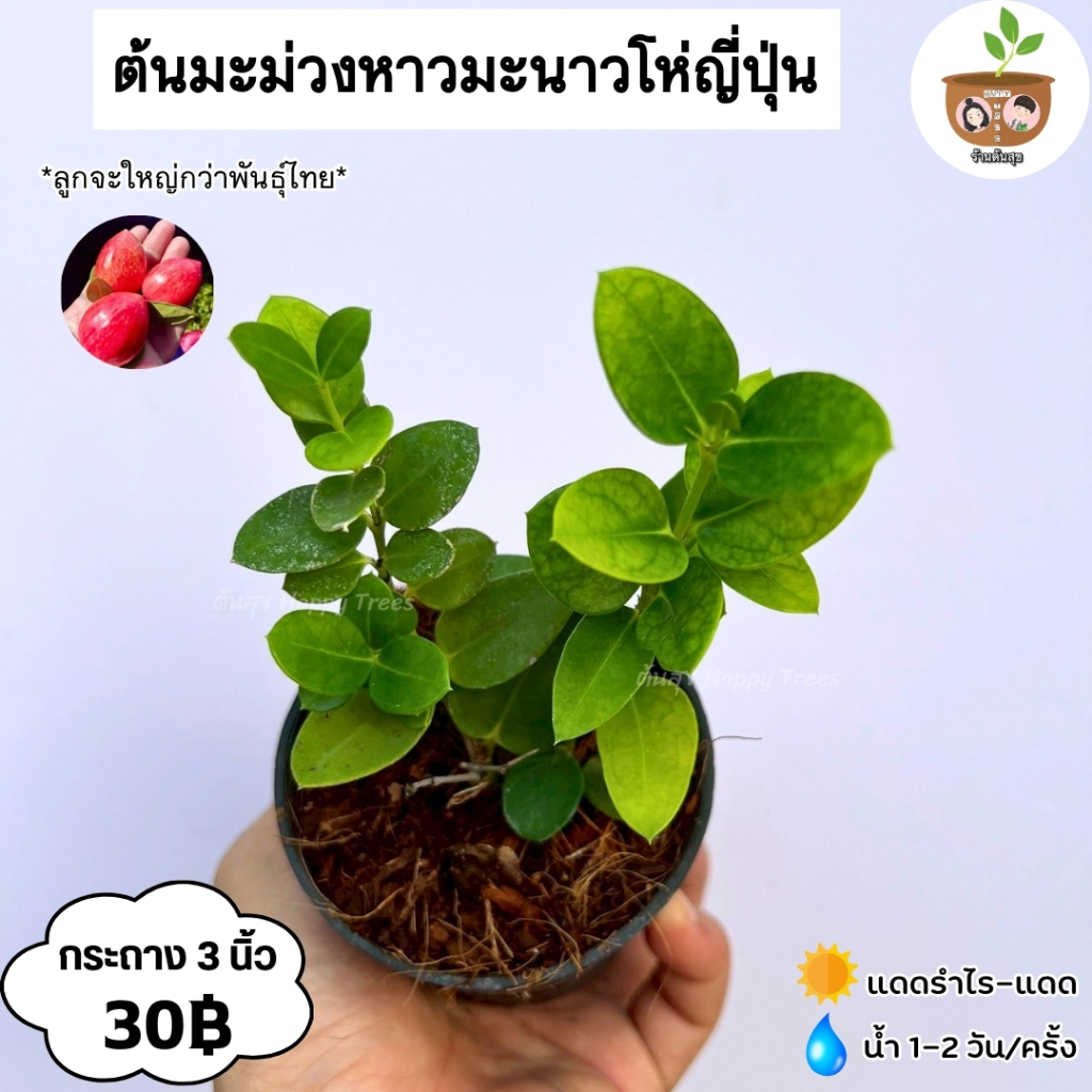 ต้นมะม่วงหาวมะนาวโห่ญี่ปุ่น จัดส่ง 2 ต้นขึ้นไปคละแบบไหนก็ได้