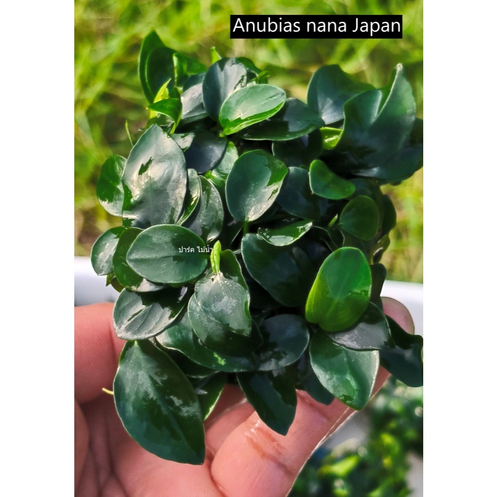 Anubias nana Japan ใบเล็ก ขายยกพอท