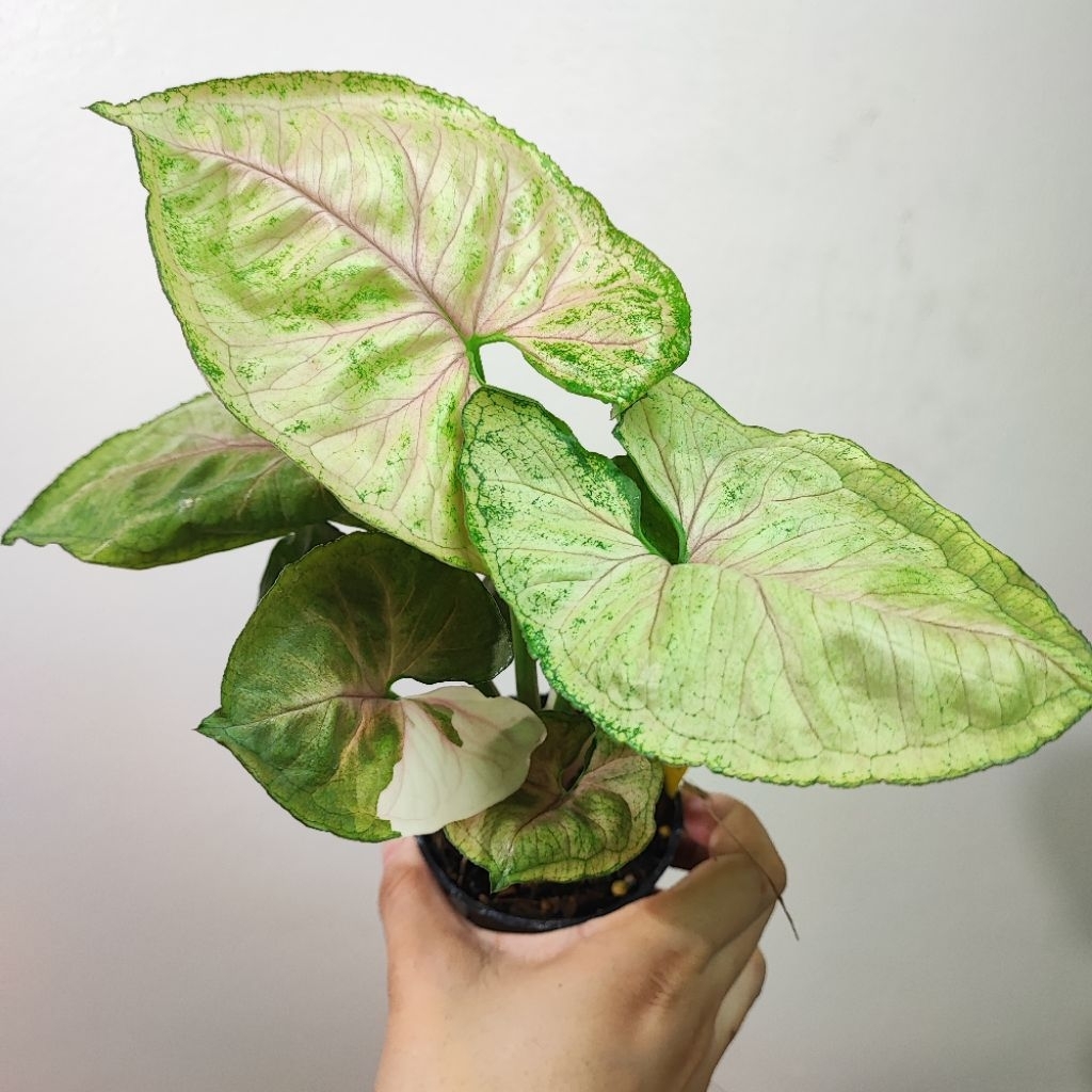 Syngonium Strawberry Ice กนะถาง3" ซิงโกเนียม สตอร์เบอร์รี่ไอซ์ สตรอเบอร์รี่ไอซ์ รากแน่นแข็งแรง