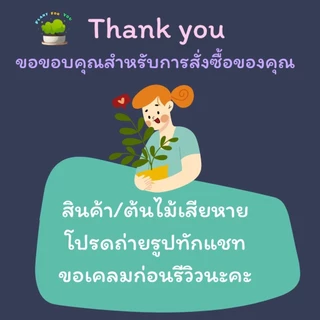 🌱ต้นไม้ฟอกอากาศ/ต้นไม้มงคล ต้นไม้ตั้งโต๊ะทำงาน (มีหลายชนิด) พร้อมกระถางรดน้ำอัตโนมัตGOODMORNING 4"นิ้ว ครบชุดพร้อมปลูก