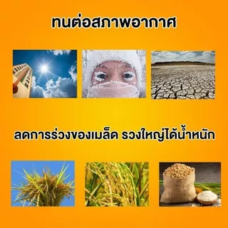 ชุดข้าวท้อง มหิงสา (เอ-คอมโบ + ซีพาส) บำรุงรวงข้าว เมล็ดเต่ง น้ำหนักดี ช่วยผสมเกสร ลดเมล็ดลีบ สำหรับนาข้าว 10-15 ไร่