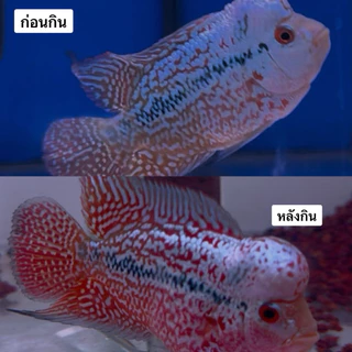 RedJet ขนาดทดลอง1ห่อ20กรัม สูตรเร่งสีเข้มข้นสำหรับปลาสวยงามทุกสายพันธุ์