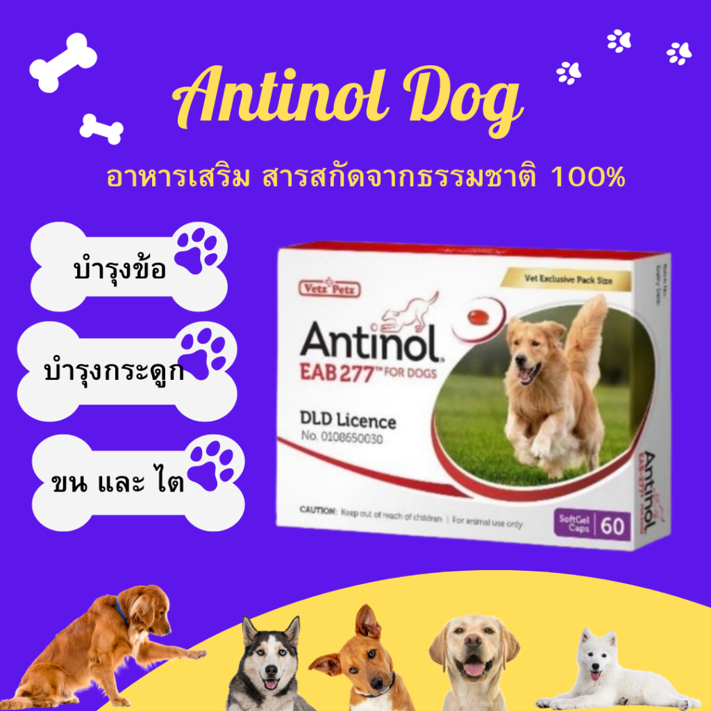 Antinol DOG 60 แคปซูล(หมดอายุ08/2027)แพ็คเกจใหม่ อาหารเสริมบำรุงข้อ ข้ออักเสบ 1 กล่องบรรจุ 60 เม็ด