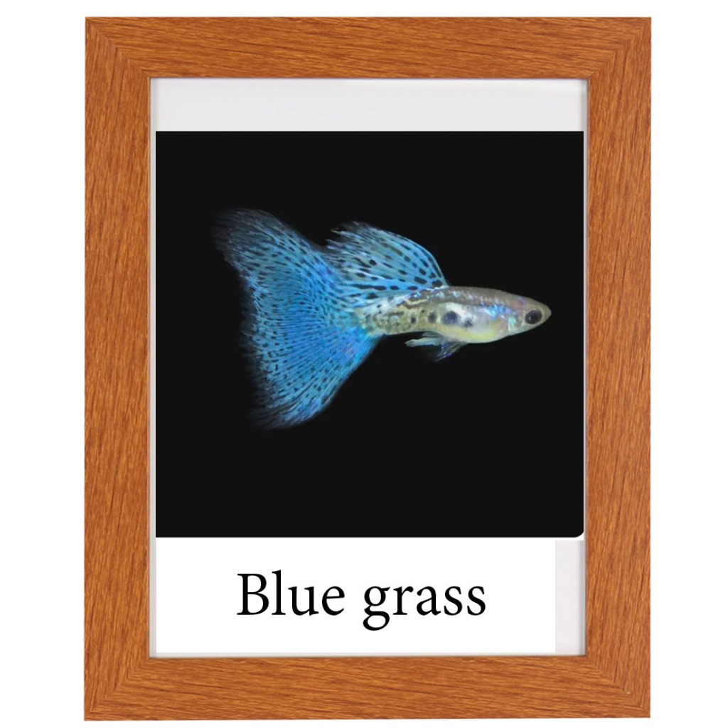 ปลาหางนกยุงบลูกาสคัดเกรด เกรดA blue grass guppy