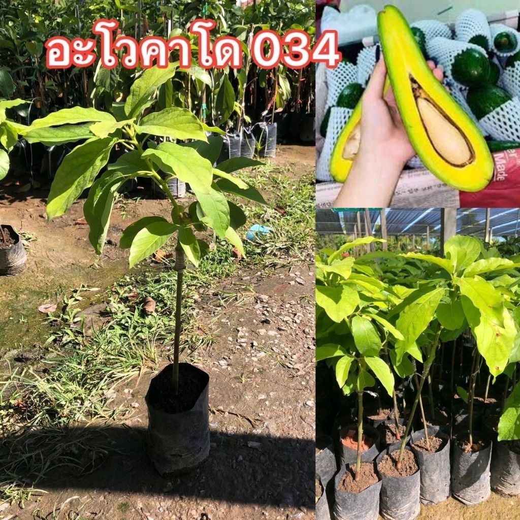 ต้นอะโวคาโดพันธุ์034 50-60 ซม เสียบยอด ปลูกง่าย โตเร็ว เนื้อผลเนียนนุ่ม