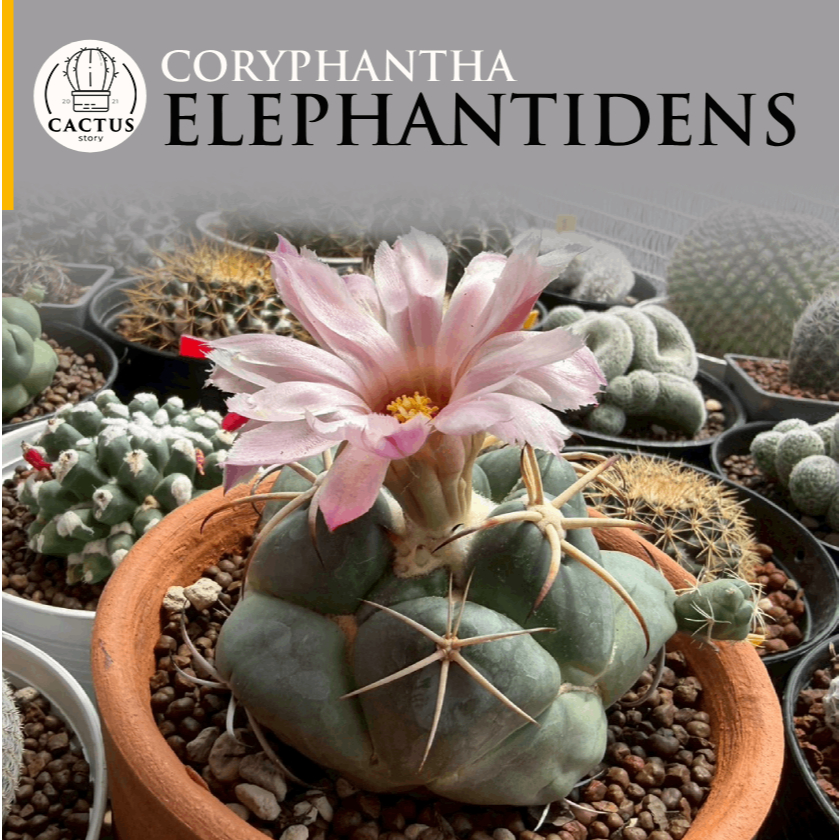 ช้าง เต้าใหญ่ๆ coryphantha elephantidens กระถางดินเผา 5 นิ้ว