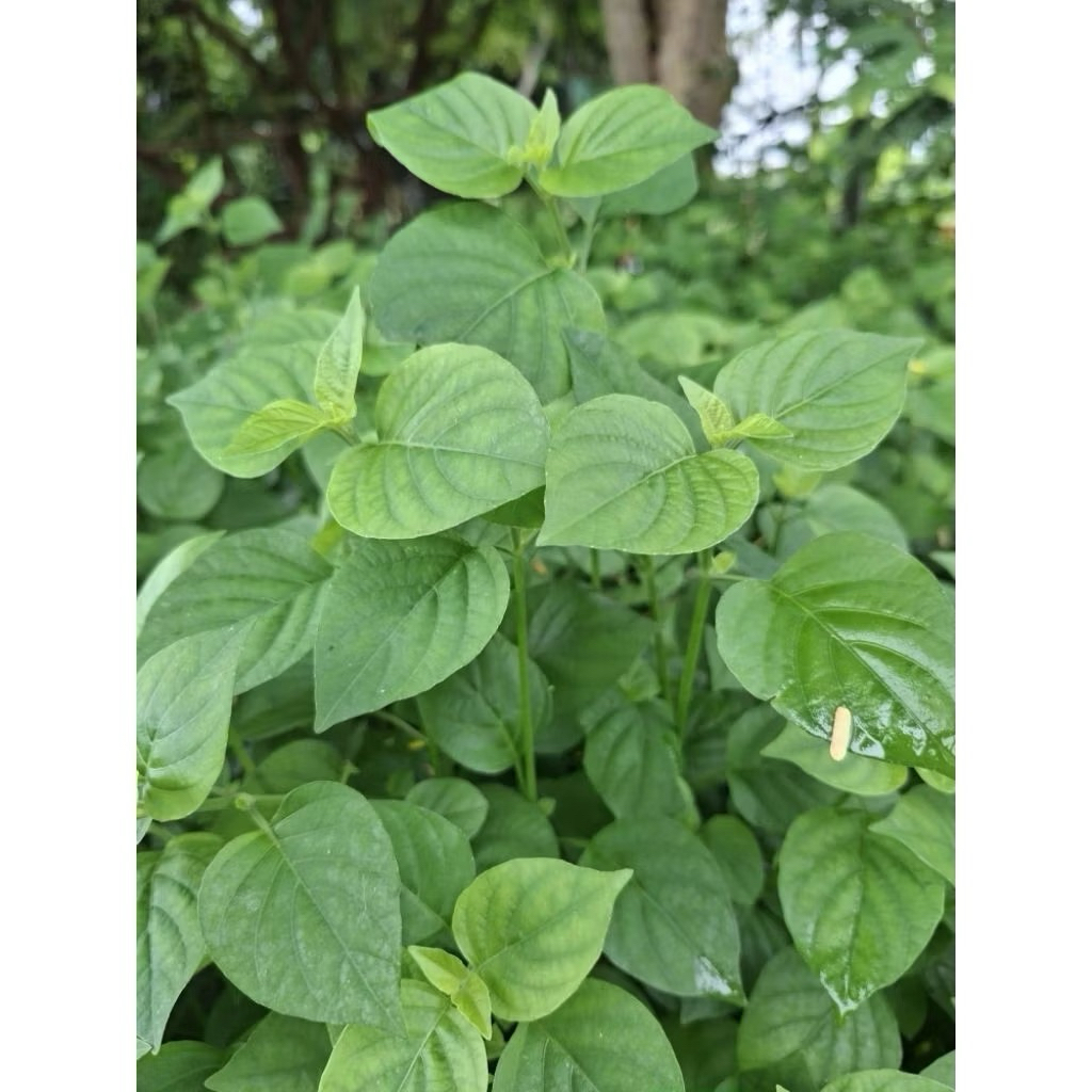 🌿 ต้นอ่อมแซมป่า พร้อมปลูก โตง่าย ทนแดด 🌿