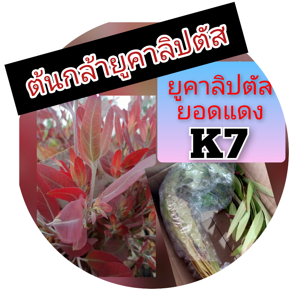 เมล็ดยูคาลิปตัสยอดแดง K7 ชุด 10 ไร่ 20000 เมล็ด 299 บาท