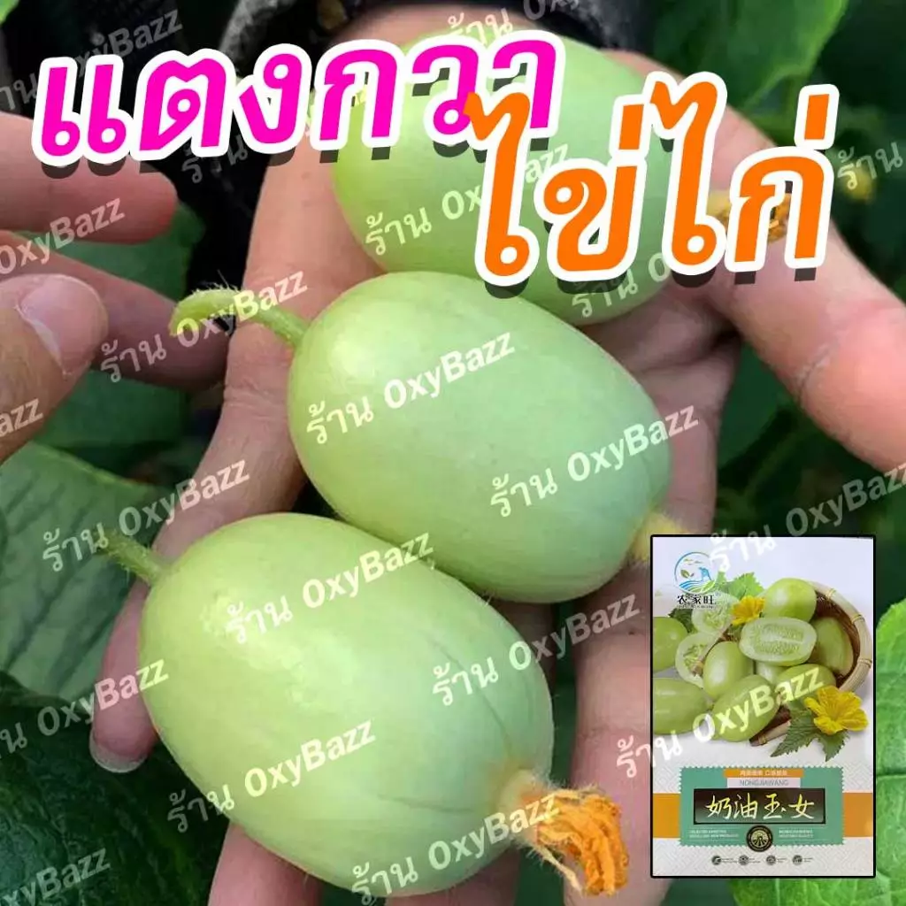 เมล็ดพันธุ์แตงกวาไขไก่ เมล็ดแตงกวามินิ 10เมล็ด แตงกวาแคระ แตงกวาจิ๋ว