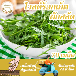 เมล็ดพันธุ์ ไวลด์ร็อกเก็ต 70เมล็ด Wild Rocket Seed เมล็ดพันธุ์แท้100%นำเข้าจากต่างประเทศ ปลูกผัก สวนครัว ถูก ดี ประหยัด