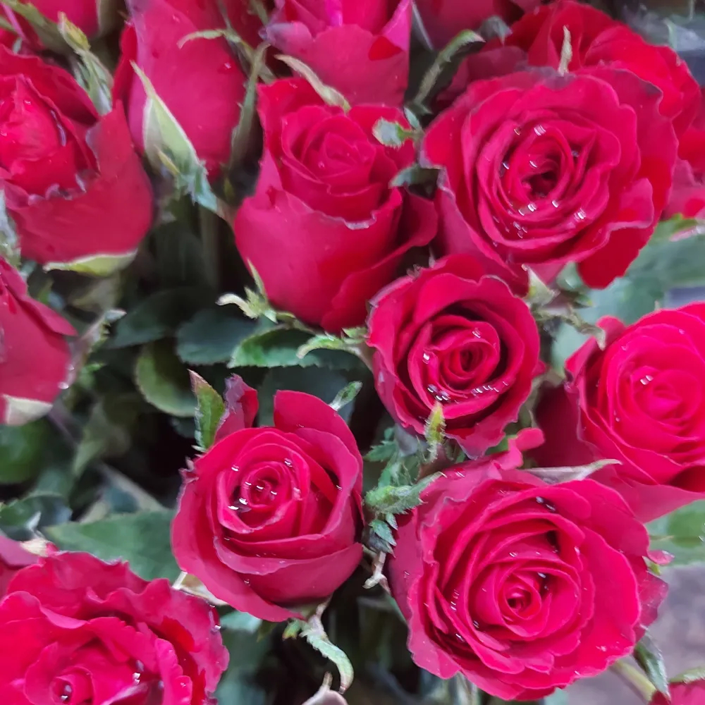 [ สินค้าพร้อมจัดส่งด่วน ] กุหลาบสีแดง ดอกไม้สด ขนาด 1 ดอก