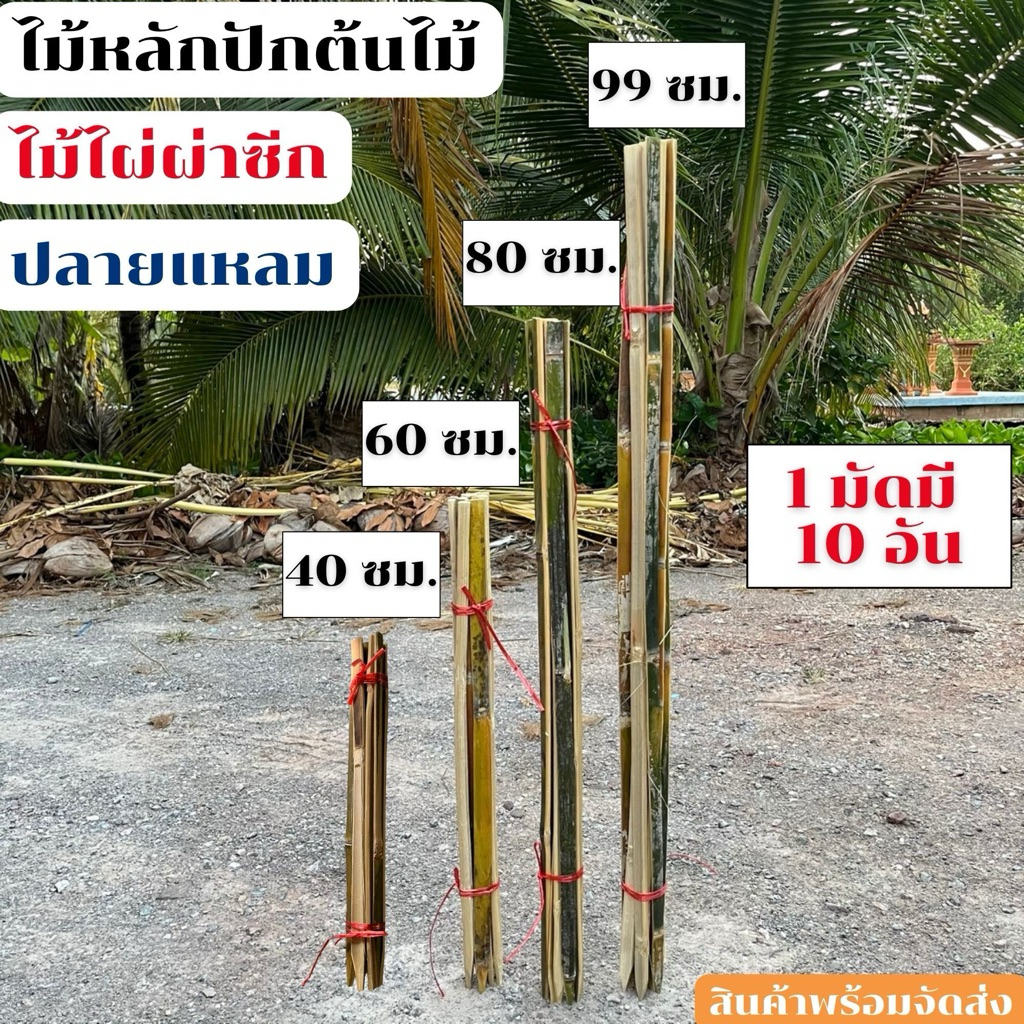 ไม้ไผ่ผ่าซีก ไม้หลักปักต้นไม้ ไม้ยึดต้นไม้ ปลายแหลม ยาว40,60,80,99 เซนติเมตร มัดละ 10 อัน สินค้าพร้อมจัดส่ง