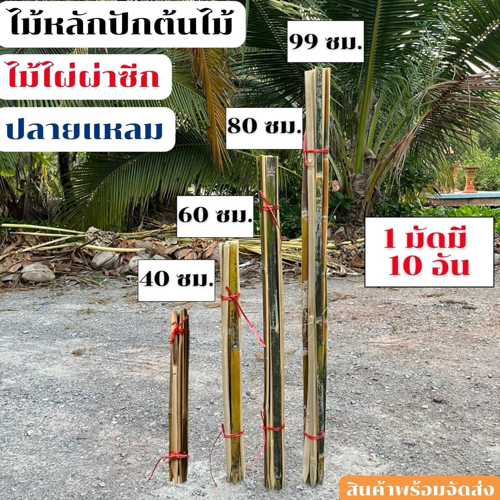 ไม้ไผ่ผ่าซีก ไม้หลักปักต้นไม้ ไม้ยึดต้นไม้ ปลายแหลม ยาว40,60,80,99 เซนติเมตร มัดละ 10 อัน สินค้าพร้อมจัดส่ง