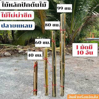 ไม้ไผ่ผ่าซีก ไม้หลักปักต้นไม้ ไม้ยึดต้นไม้ ปลายแหลม ยาว40,60,80,99 เซนติเมตร มัดละ 10 อัน สินค้าพร้อมจัดส่ง