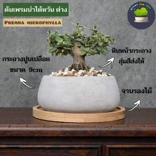 🌳บอนไซมินิ Bonsai Mini มีต้นหลายแบบ พร้อมกระถางปูนเปลือยทรงเตี้ย+จานรองไม้+หินหน้ากระถาง