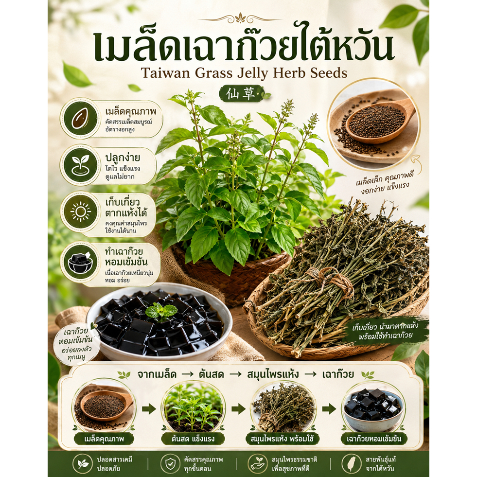 เมล็ดเฉาก๊วยไต้หวัน สายพันธุ์พิเศษ ปลูกทำเฉาก๊วย Taiwan Grass Jelly Herb Seeds
