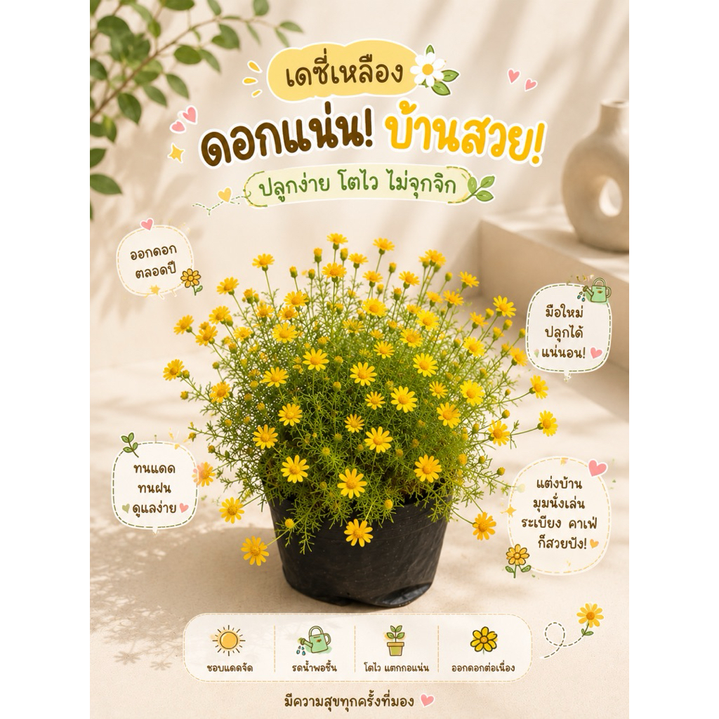 ต้นเดซี่เหลือง ดอกฟูแน่น ไม้ดอกสุดน่ารัก ปลูกง่าย เพิ่มความสดใสให้บ้าน