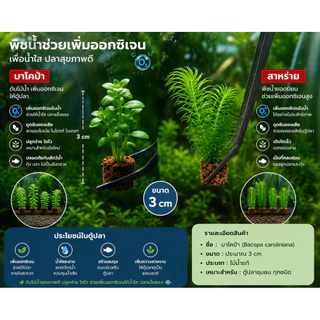 🥇ไม้น้ำ​ 🌺 ซื้อ(10แถม1 ) ต้นออกรากไว​ ต้นแถมร้านเลือกให้