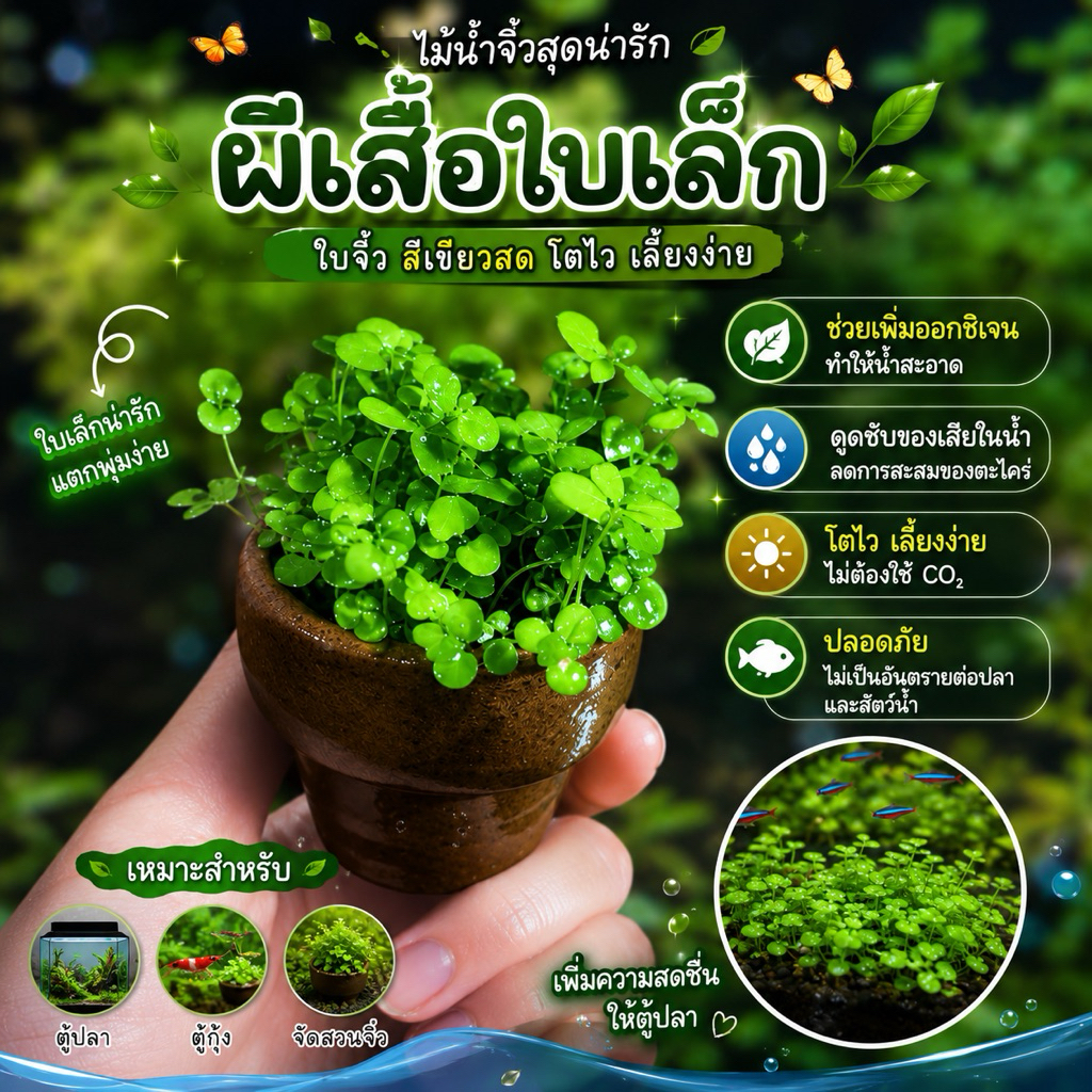 ต้นไม้น้ำ​ แต่งตู้ปลา ไม่ใช้co2
