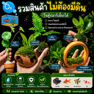 🥇รวมสินค้าแนะนำ สวย และ ทนแต่งตู้ปลา (ไม่ต้องมีดิน)