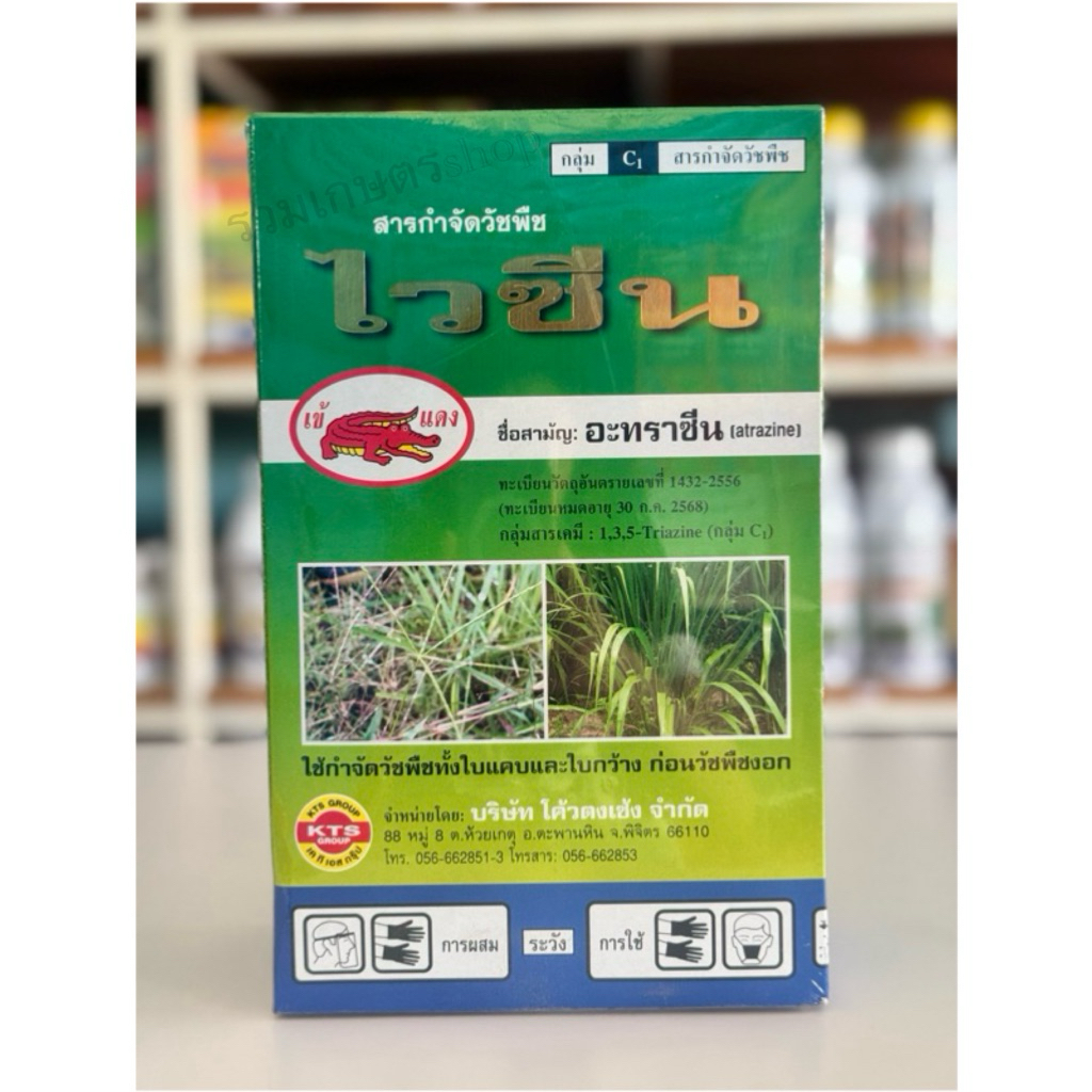 ไวซีน คุมฆ่าหญ้าในไร่ข้าวโพด อ้อย (ฉีดทับได้)