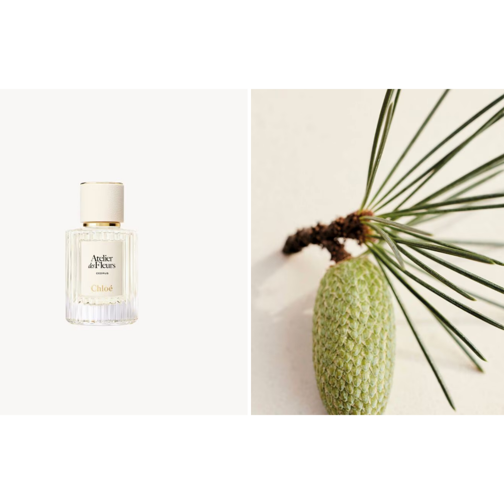 [In Stock] Chloe Atelier des Fleurs Cedrus Eau de Parfum 50 ML