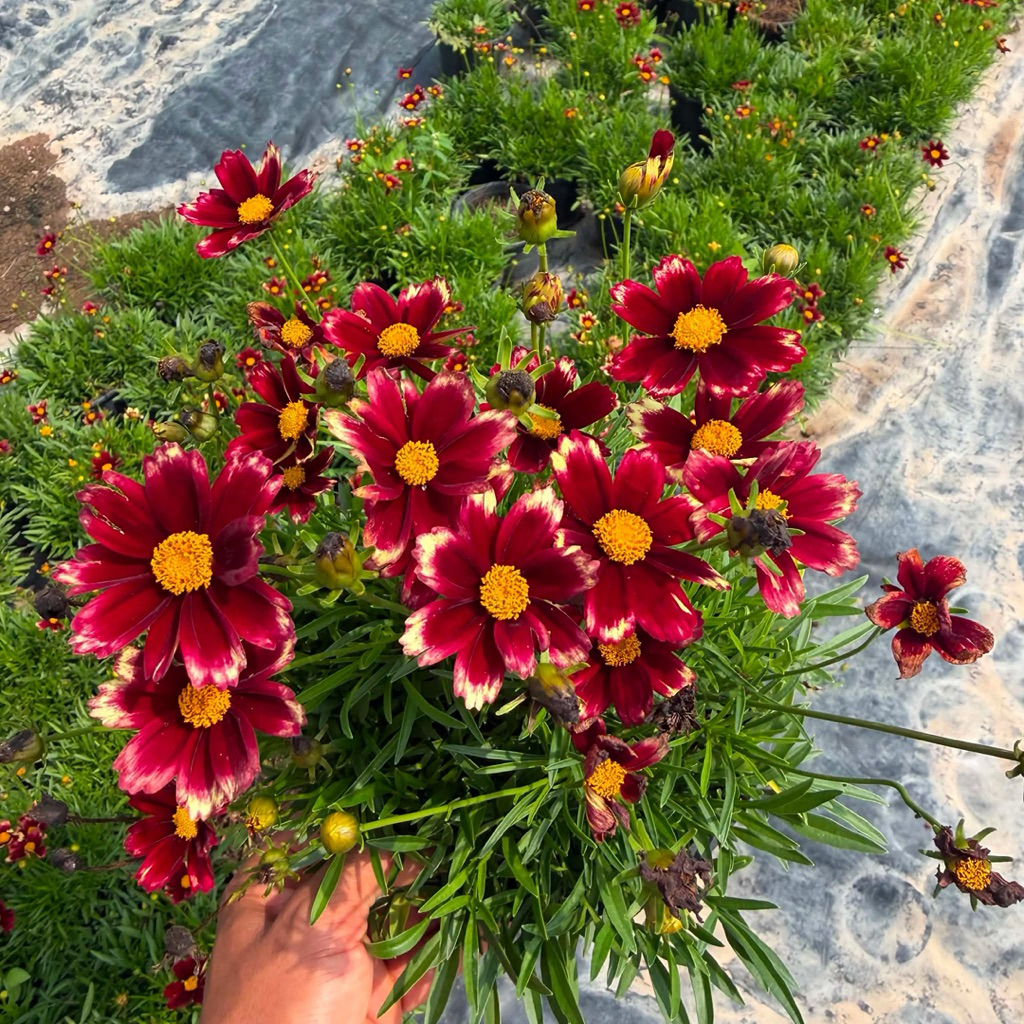 ต้นจันทร์ฉาย สีแดง (Coreopsis) หรือ ต้นพระจันทร์ฉาย ดอกไม้กินได้ กระถาง8นิ้ว