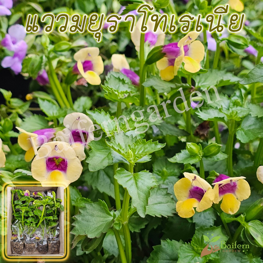 ต้นกล้าดอกแววมยุราโทเรเนียเหลือง(Torenia 'Yellow Moon') พืชคลุ่มดิน ดอกไม้กินได้ รากแน่นพร้อมปลูก