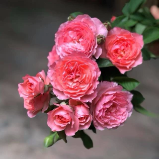 กุหลาบสายพันธุ์ โรแมนติก ตูตู (Ramantic TuTu) กุหลาบเลื้อยสีส้มโอรส กลิ่นหอมแรง