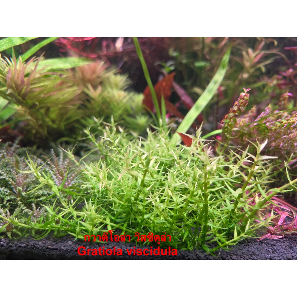 กวาติโอล่า วิสซิดูล่า Gratiola viscidula