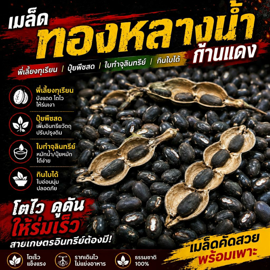 เมล็ดทองหลางน้ำพันธุ์ก้านแดง 100 แถม 25 เมล็ด (125เมล็ด)