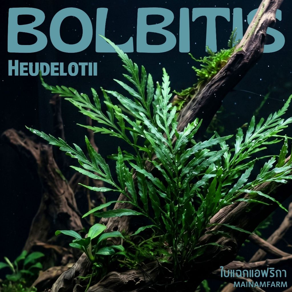 รากดำ ใบแฉกแอฟฟริกา เลือกได้ 3 ขนาด  - BOLBITIS AFRICAN FERN (Heudelotii) ต้นไมน้ำ