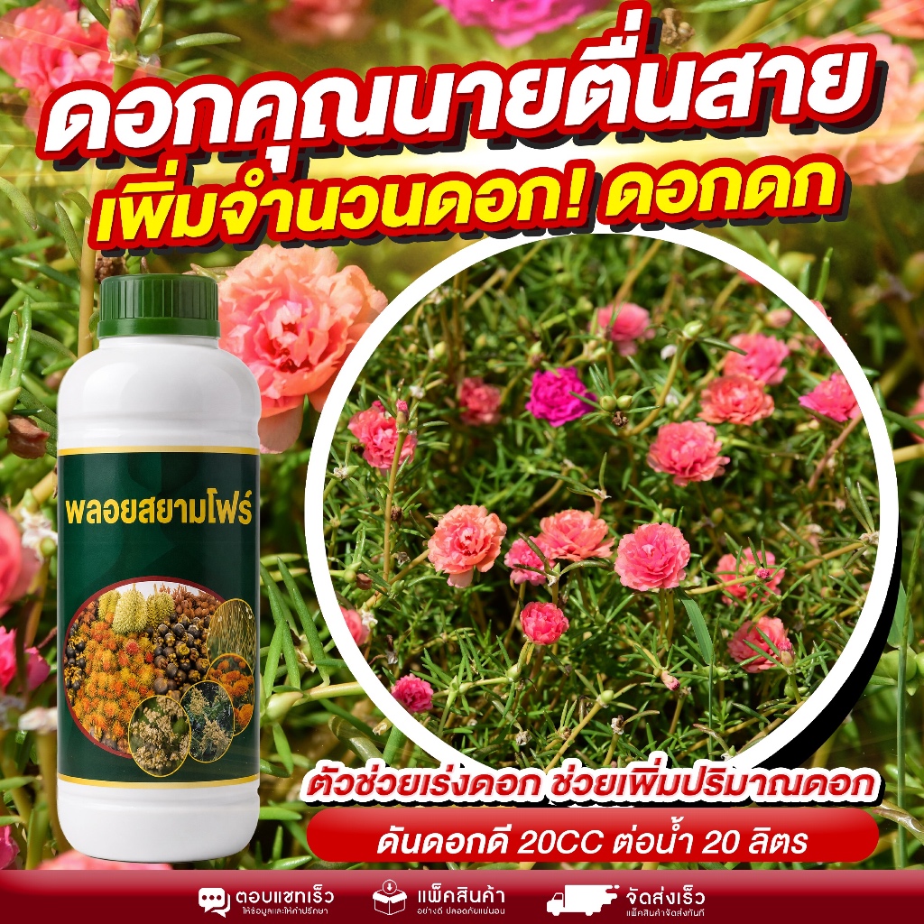 ดอกคุณนายตื่นสาย ดอกดก สีสด เต็มแปลง เพิ่มจำนวนดอกแบบเห็นผลจริง ดอกแน่นทั้งต้น เร่งดอกไว แตกตาดอกต่อเนื่อง