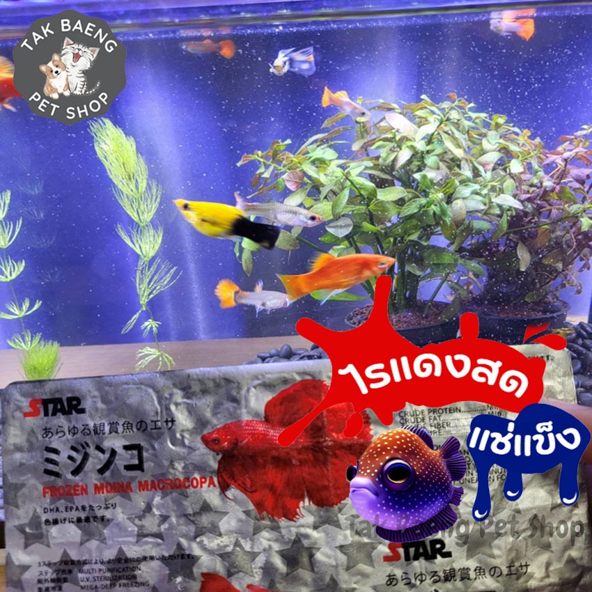 ส่งรวดเร็ว ไรฝุ่นแช่แข็ง หรือไรแดง ยี่ห้อ STAR  1 แผ่น มี 28 หลุม+ แถมฟรีเจลเย็น อาหารปลาแรกเกิดทุกชนิดสดสะอาด อาหารปลา