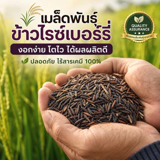 [คัดพิเศษ] เมล็ดพันธุ์ข้าวไรซ์เบอร์รี่ 100% พันธุ์แท้ ม.เกษตร กำแพงแสน อัตรางอกสูงมาก เมล็ดเต่งตึง ไม่ลีบ ไม่หัก ไร้สาร
